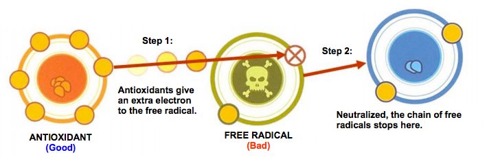 antioxidants vs free radicals in skin care