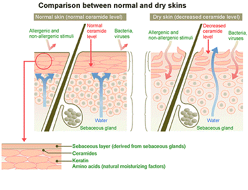 ceramides in skin care