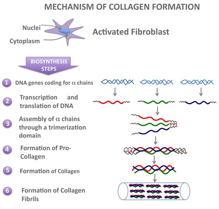 collagen formation and synthesis in skin care